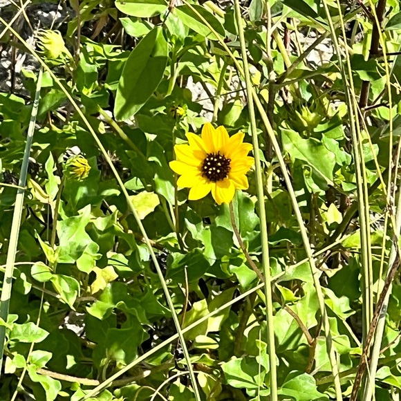 Meet your Posher, Melissa - Picture 1 of 1